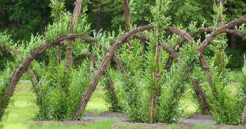 Plantas de mimbre: Salix viminalis